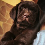 Ulya-female-labrador-retriver-puppy-for-sale-1 (1)