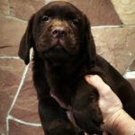 Ulya-female-labrador-retriver-puppy-for-sale-1 (2)