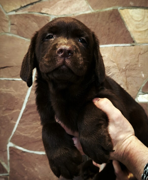 Ulya Labrador Retriever Ulya Labrador Retriever