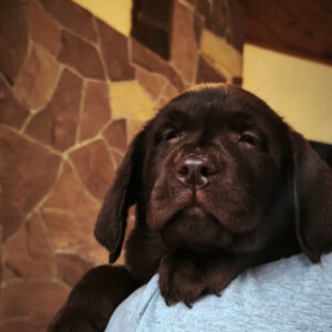 Ulysses Labrador Retriever Ulysses Labrador Retriever