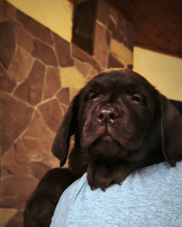 Ulysses Labrador Retriever Ulysses Labrador Retriever