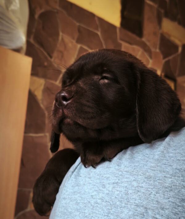 Ulysses Labrador Retriever Ulysses Labrador Retriever