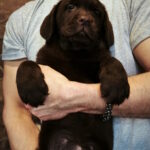 Umka-female-labrador-retriver-puppy-for-sale-1 (1)