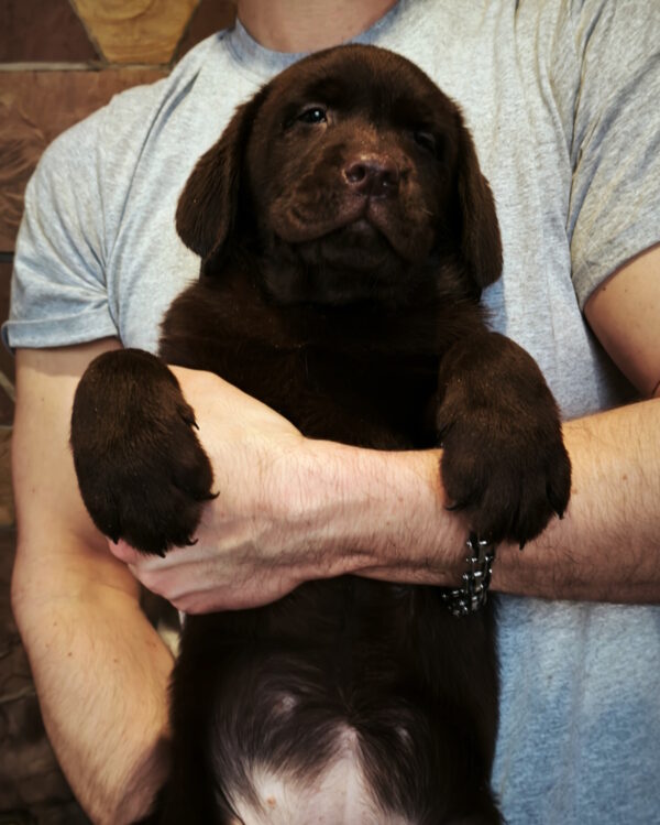 Umka Labrador Retriever Umka Labrador Retriever