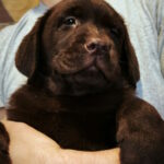 Umka-female-labrador-retriver-puppy-for-sale-1 (2)