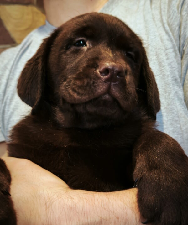 Umka Labrador Retriever Umka Labrador Retriever