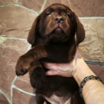 Umma-female-labrador-retriver-puppy-for-sale-1 (1)