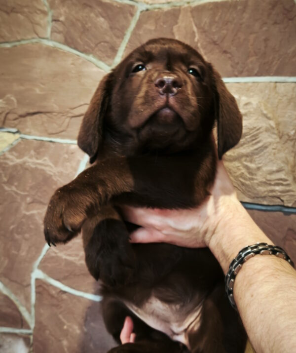 Umma Labrador Retriever Umma Labrador Retriever