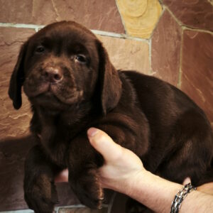 Umma Labrador Retriever Umma Labrador Retriever