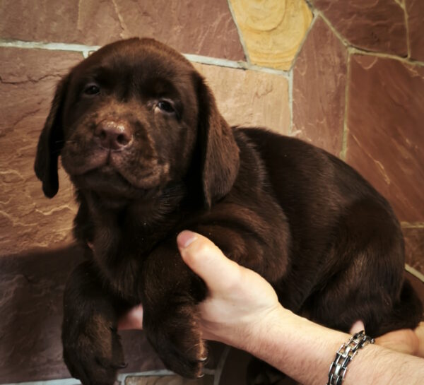 Umma Labrador Retriever Umma Labrador Retriever