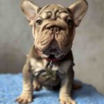 Urfin-male-french-bulldog-puppy-for-sale-1 (1)