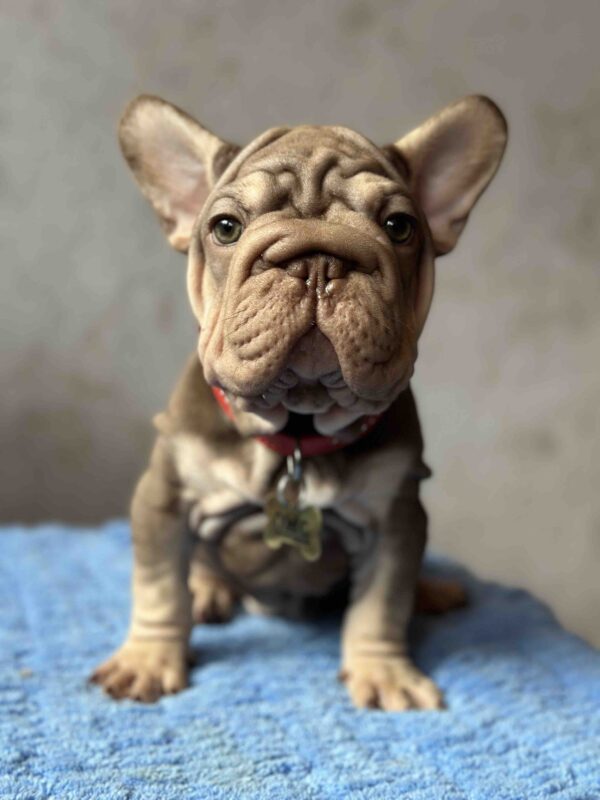 Urfin Big Rope French Bulldog Urfin Big Rope French Bulldog