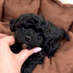 Vasilisa-female-maltipoo-puppy-for-sale-1 (1)