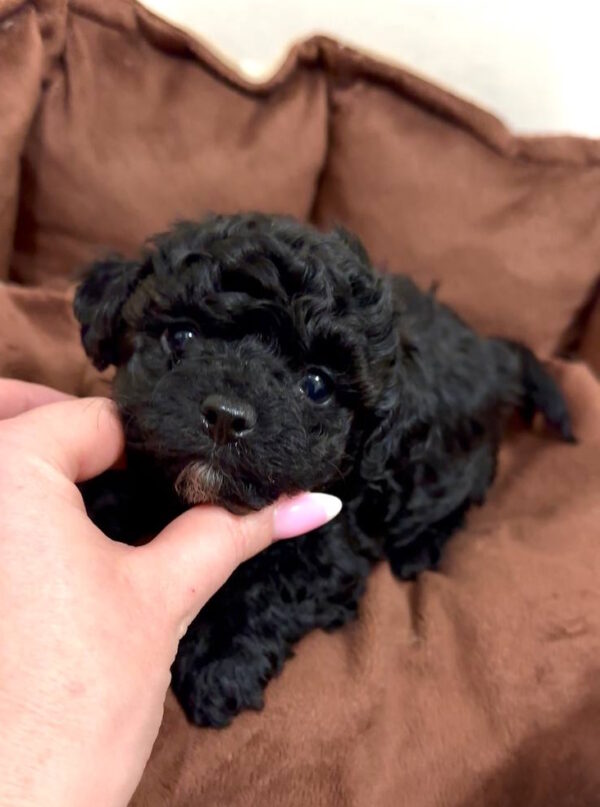 Vasilisa Maltipoo Vasilisa Maltipoo