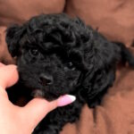 Vasilisa-female-maltipoo-puppy-for-sale-1 (2)