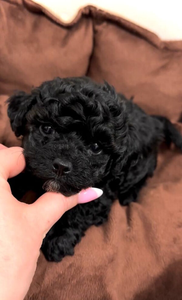 Vasilisa Maltipoo Vasilisa Maltipoo