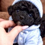 Vasilisa-female-maltipoo-puppy-for-sale-1 (3)