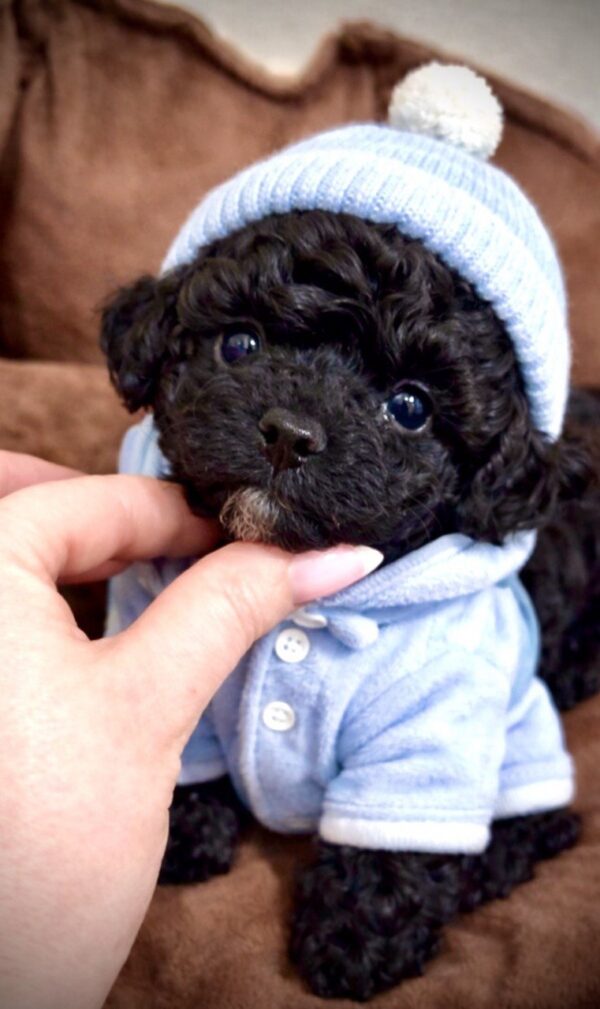 Vasilisa Maltipoo Vasilisa Maltipoo