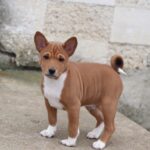 Veles-male-basenji-puppy-for-sale- (1)