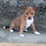 Veles-male-basenji-puppy-for-sale-1 (2)