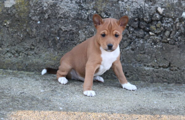 Veles Basenji Veles Basenji