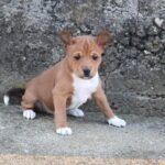 Veles-male-basenji-puppy-for-sale-1 (4)