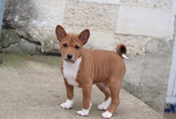 Veles Basenji Veles Basenji