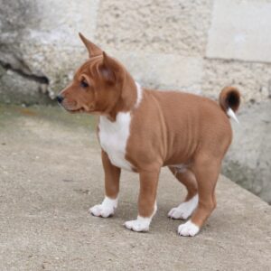 Veles Basenji Veles Basenji