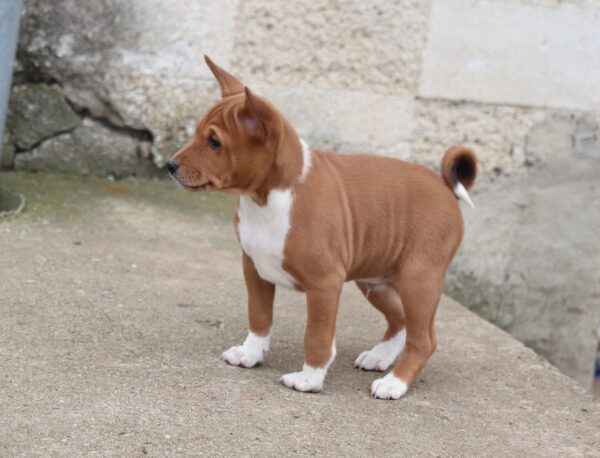 Veles Basenji Veles Basenji