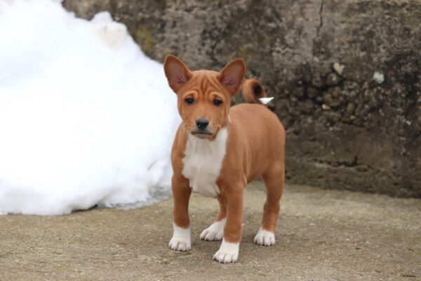 Veles Basenji Veles Basenji