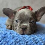 Veles-male-french-bulldog-puppy-for-sale-1 (1)