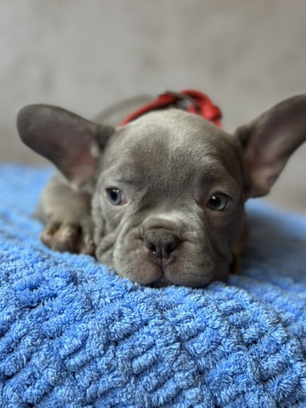 Veles French Bulldog Veles French Bulldog