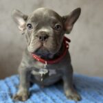 Veles-male-french-bulldog-puppy-for-sale-1 (2)