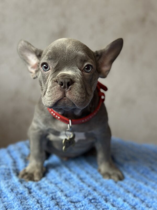 Veles French Bulldog Veles French Bulldog