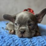 Veles-male-french-bulldog-puppy-for-sale-1 (3)