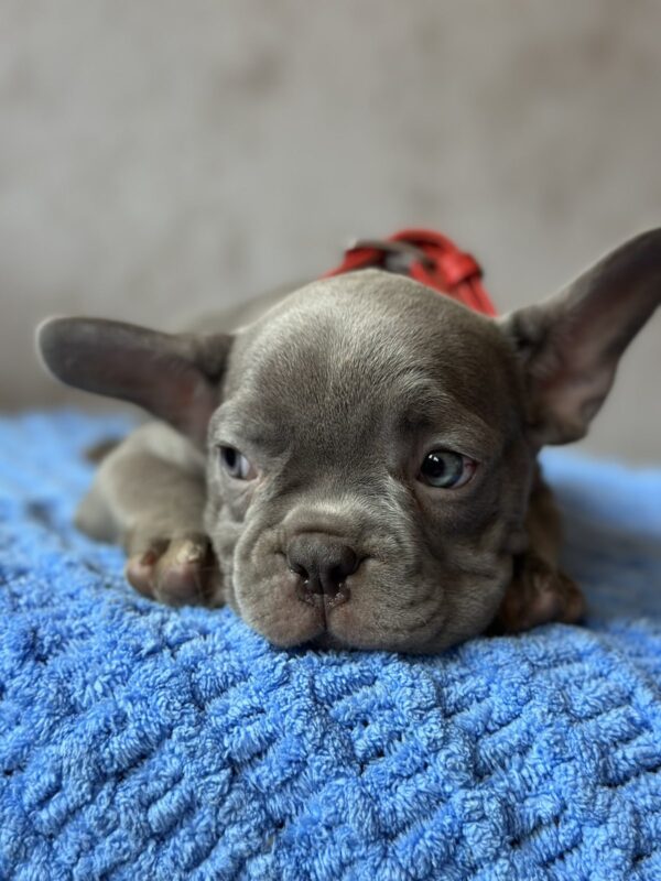 Veles French Bulldog Veles French Bulldog