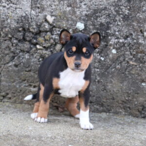 Venera Basenji Venera Basenji