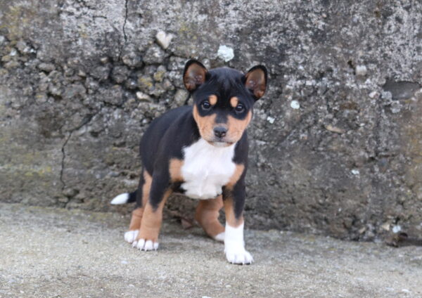 Venera Basenji Venera Basenji