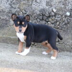 Venera-female-basenji-puppy-for-sale-1 (2)
