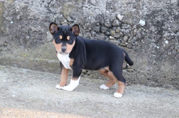 Venera Basenji Venera Basenji
