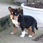 Venera-female-basenji-puppy-for-sale-1 (3)