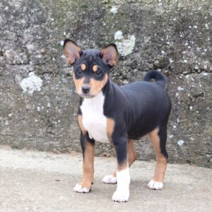 Venera Basenji Venera Basenji