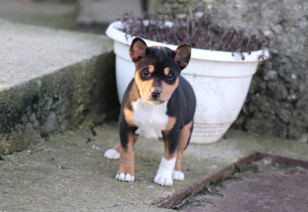 Venera Basenji Venera Basenji
