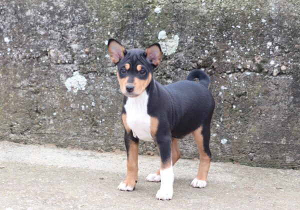 Venera Basenji Venera Basenji