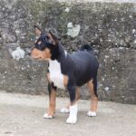 Venera-female-basenji-puppy-for-sale- (2)