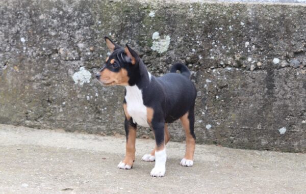 Venera Basenji Venera Basenji