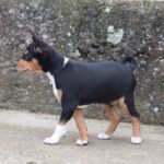 Venera-female-basenji-puppy-for-sale- (3)