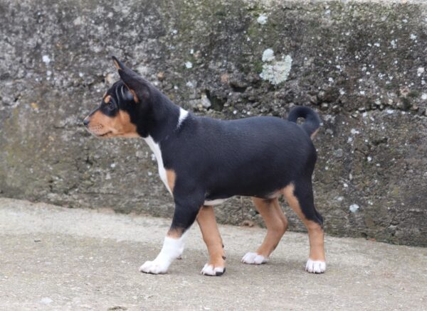 Venera Basenji Venera Basenji