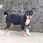 Venera-female-basenji-puppy-for-sale- (4)
