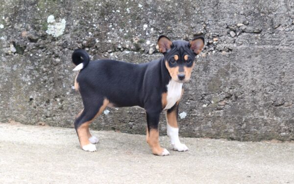 Venera Basenji Venera Basenji